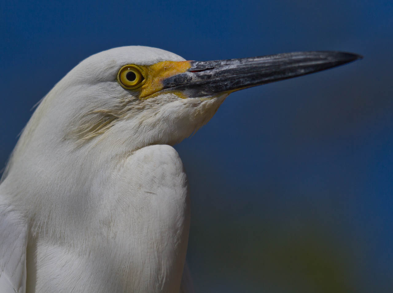 Snow Egret headshot